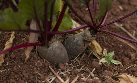 Queira Agroecologia Fotos