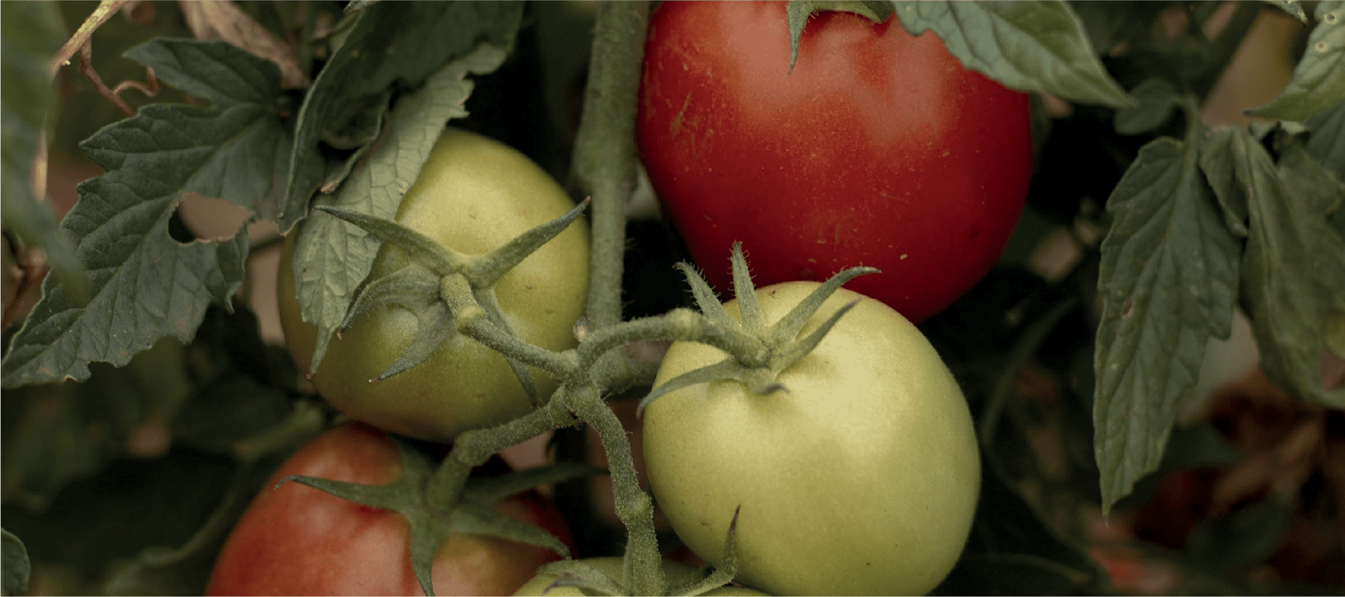 Queira Agroecologia Banner